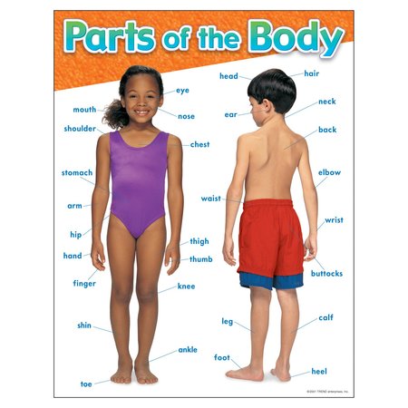 TREND ENTERPRISES Parts of the Body Learning Chart, 17in x 22in T38048